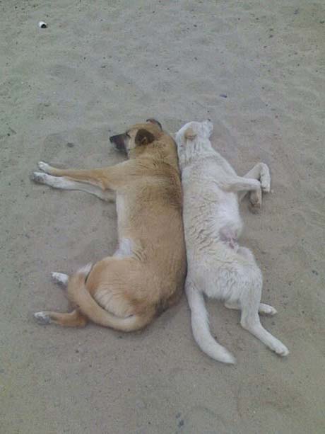 这狗子真会享受,背对背晒日光浴动物gif搞笑图片