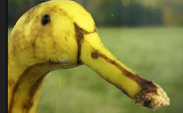 这是香蕉还是鸭,一时之间分不清动物gif搞笑图片