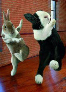 小动物搞笑图片爆笑狗狗喵咪小鸟兔子图片合集动物gif搞笑图片