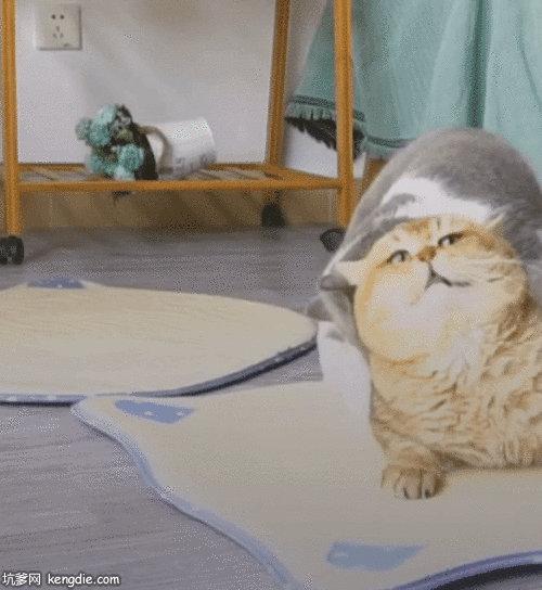 肥猫躺在地上打架gif动态图片-大肥猫可爱图片动物gif搞笑图片