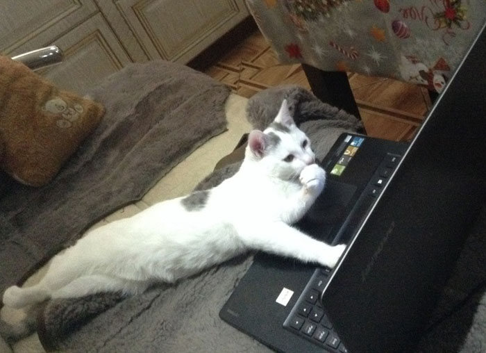 上上网 思考思考俺的小鱼干动物gif搞笑图片