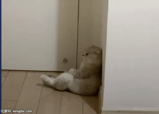 伤心的银渐层猫咪蹲墙角gif动态图片动物gif搞笑图片