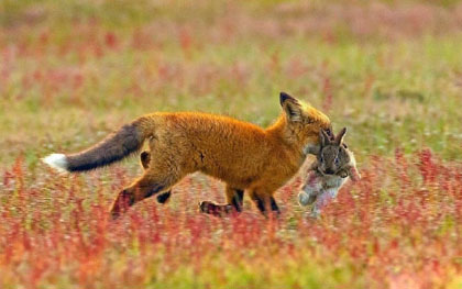 狐狸到嘴的兔子就这样飞走了动物gif搞笑图片