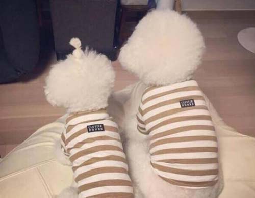 狗狗的情侣装动物gif搞笑图片