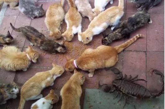 这是哪来的异类居然妄想进来混吃混喝动物gif搞笑图片