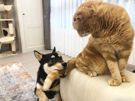 居然敢咬本喵的尾巴,这狗子是不是活腻了动物gif搞笑图片