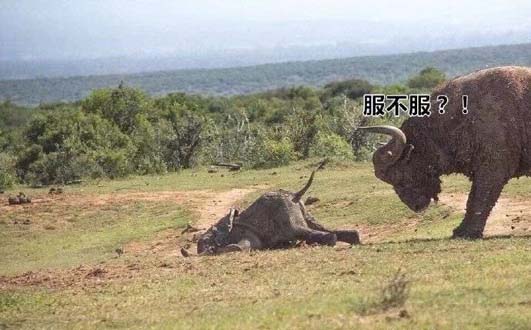 受了欺负的象宝宝,这一脸的委屈太可爱了动物gif搞笑图片