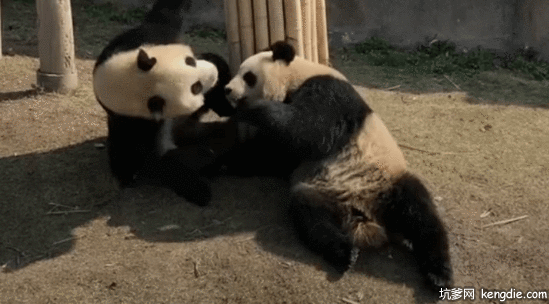 阳光下大熊猫在一起打闹gif动态图片动物gif搞笑图片