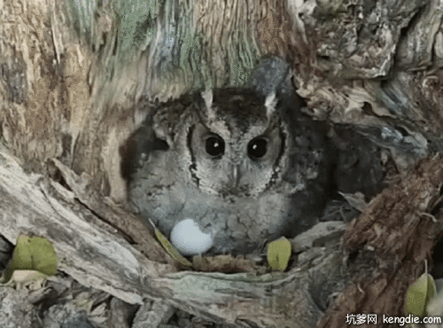 蹲在树洞里的猫头鹰孵蛋gif动态图片动物gif搞笑图片