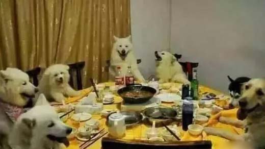 专属狗子们的聚餐,还挺像模像样的动物gif搞笑图片