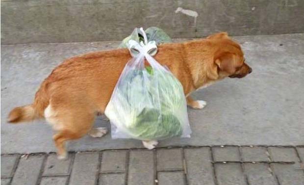 狗子承受了它本不应该承受的重量动物gif搞笑图片