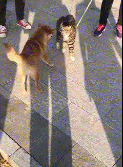 我上去就是邦邦两拳动物gif搞笑图片