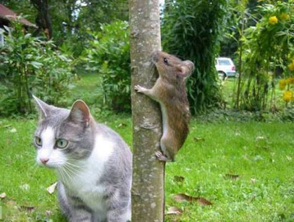 老鼠上树 老天保佑千万别被发现了啊动物gif搞笑图片