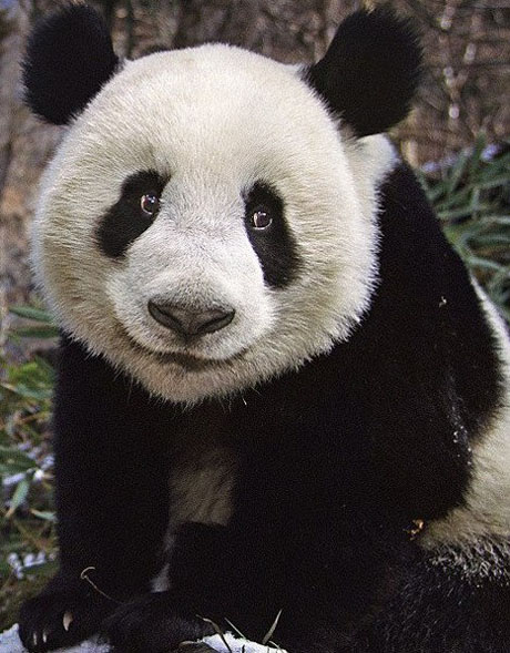 动物嘴角上扬微笑可爱动物搞笑图片动物gif搞笑图片