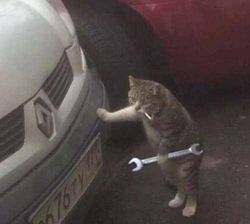 这猫怕不是成精了,居然还会修车动物gif搞笑图片