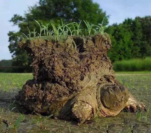 这是多久没晒太阳了,居然发霉了动物gif搞笑图片
