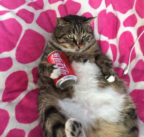 喵咪的肥宅生活搞笑图片动物gif搞笑图片