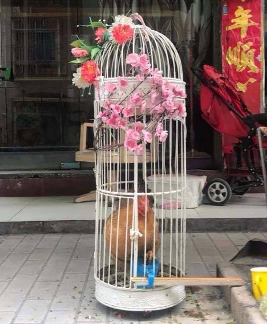 养了一只大宠物鸡动物gif搞笑图片