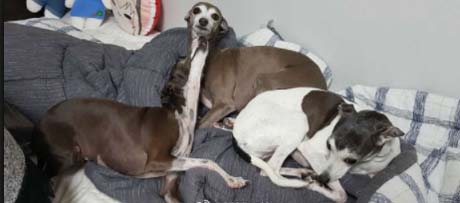 乍一看吓死人了,这是什么鬼玩意动物gif搞笑图片