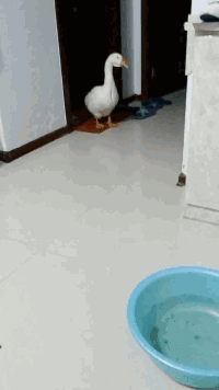 大白鹅晚上睡不着，起来转转动物gif搞笑图片