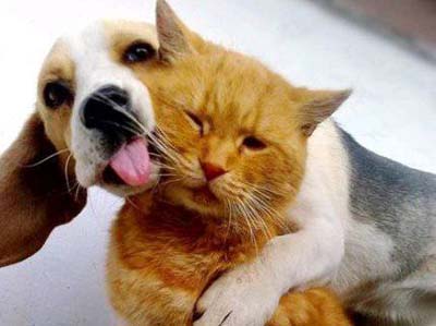 家里的猫咪和狗狗成为好朋友亲密图片动物gif搞笑图片