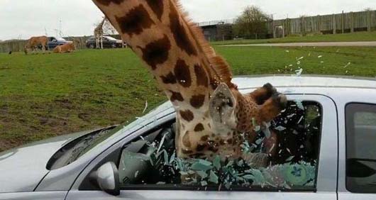 论长颈鹿生气起来能有多可怕动物gif搞笑图片