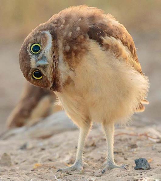 就喜欢这样看着你,它好像知道自己很可爱动物gif搞笑图片