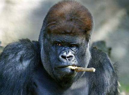 最近生活压力有点大,让本猩猩点支烟缓缓动物gif搞笑图片