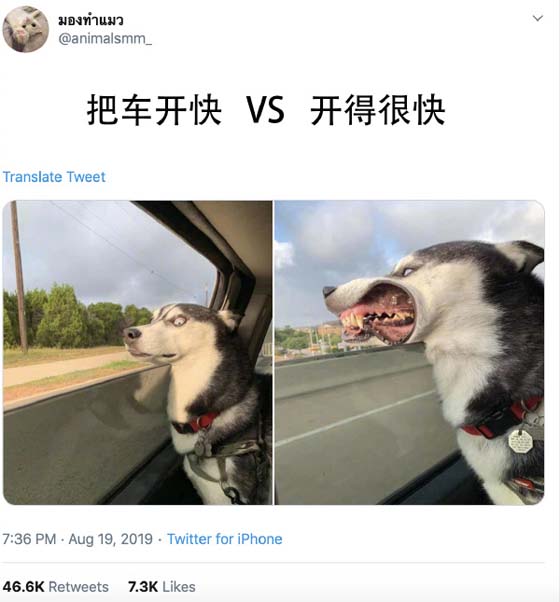 带狗狗去兜风,结果变成这样动物gif搞笑图片