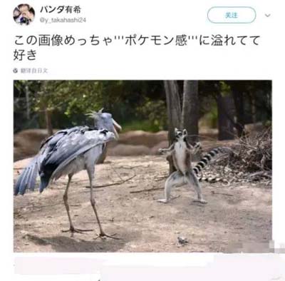 这是要过招的节奏啊,看来场面会很精彩动物gif搞笑图片