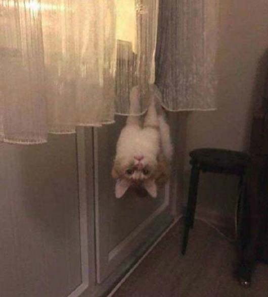 家里一只爱调皮的喵咪动物gif搞笑图片