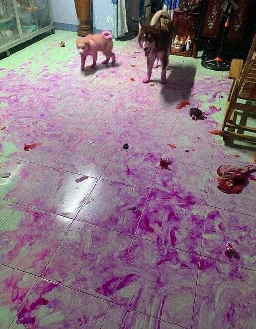 二哈这是要上天的节奏,看铲屎官怎么收拾动物gif搞笑图片