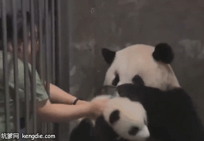 大熊猫吃零食熊猫宝宝被拿走gif动态图片动物gif搞笑图片