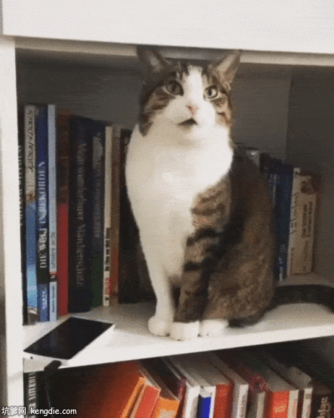 书架上调皮的猫猫踢手机gif动态图片动物gif搞笑图片