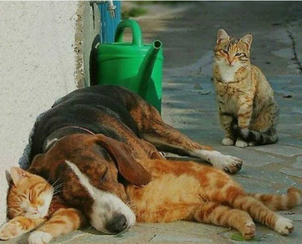 被二汪当枕头靠的喵咪动物gif搞笑图片