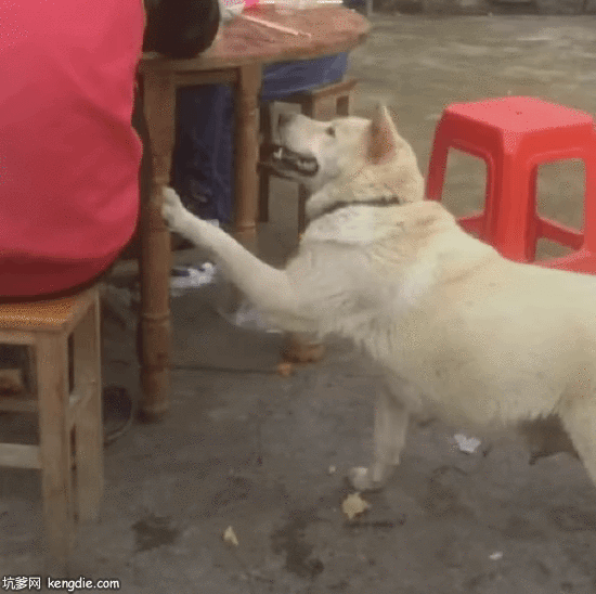 农村母狗给主人要食物吃gif动态图片动物gif搞笑图片