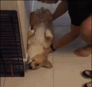 看看啥叫困的跟狗似的动物gif搞笑图片