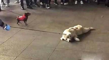 狗子要是不想走拿绳子拴也没用动物gif搞笑图片