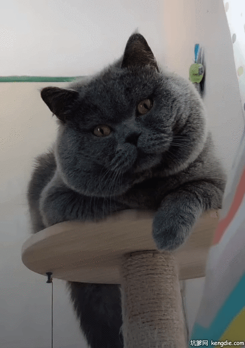 一只可爱的东奇尼黑猫gif动态图片动物gif搞笑图片