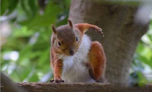 动作要酷姿势要帅,这是本松鼠的原则动物gif搞笑图片