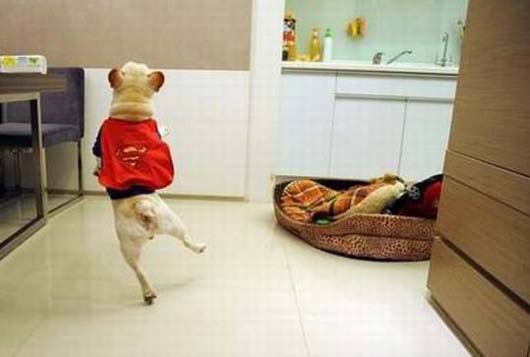 这狗子是成精了吗,走出魔鬼的步伐了动物gif搞笑图片