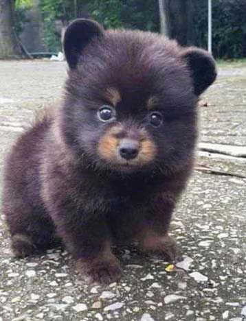 一只可爱憨憨小熊熊图片动物gif搞笑图片