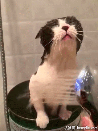 浴霸冲澡中的小猫咪动图动物gif搞笑图片