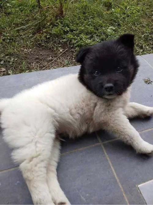 这狗绝对是杂交的,不然怎么长成这样动物gif搞笑图片