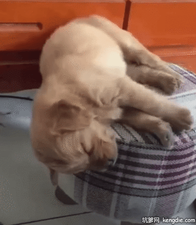 金毛狗躺着凳子上睡懒觉gif动态图片动物gif搞笑图片