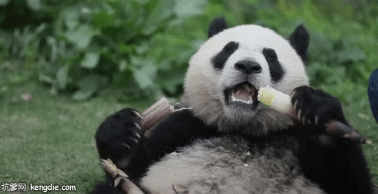 可爱的大熊猫丹丹躺在地上吃竹笋gif动态图片动物gif搞笑图片