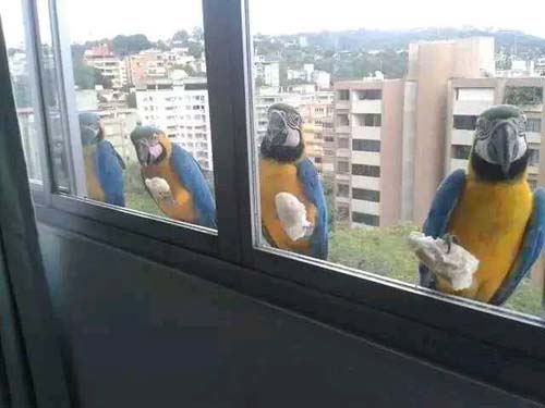 这是一群特殊的清洁工,干得有模有样动物gif搞笑图片