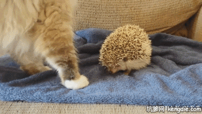 长毛猫坐在刺猬的身上gif动态图片动物gif搞笑图片