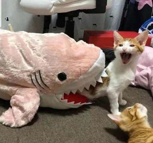 不好，有什么怪物在咬俺动物gif搞笑图片