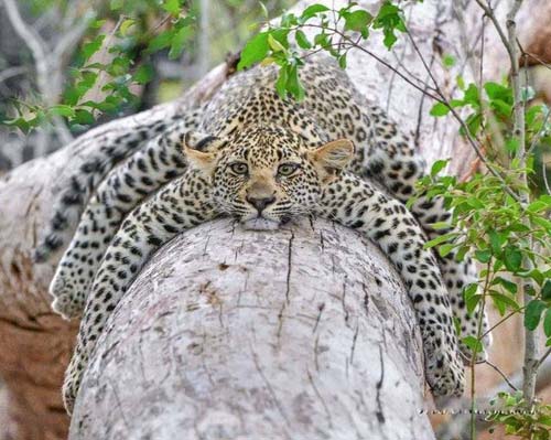 花豹懒懒的爬在树上动物gif搞笑图片